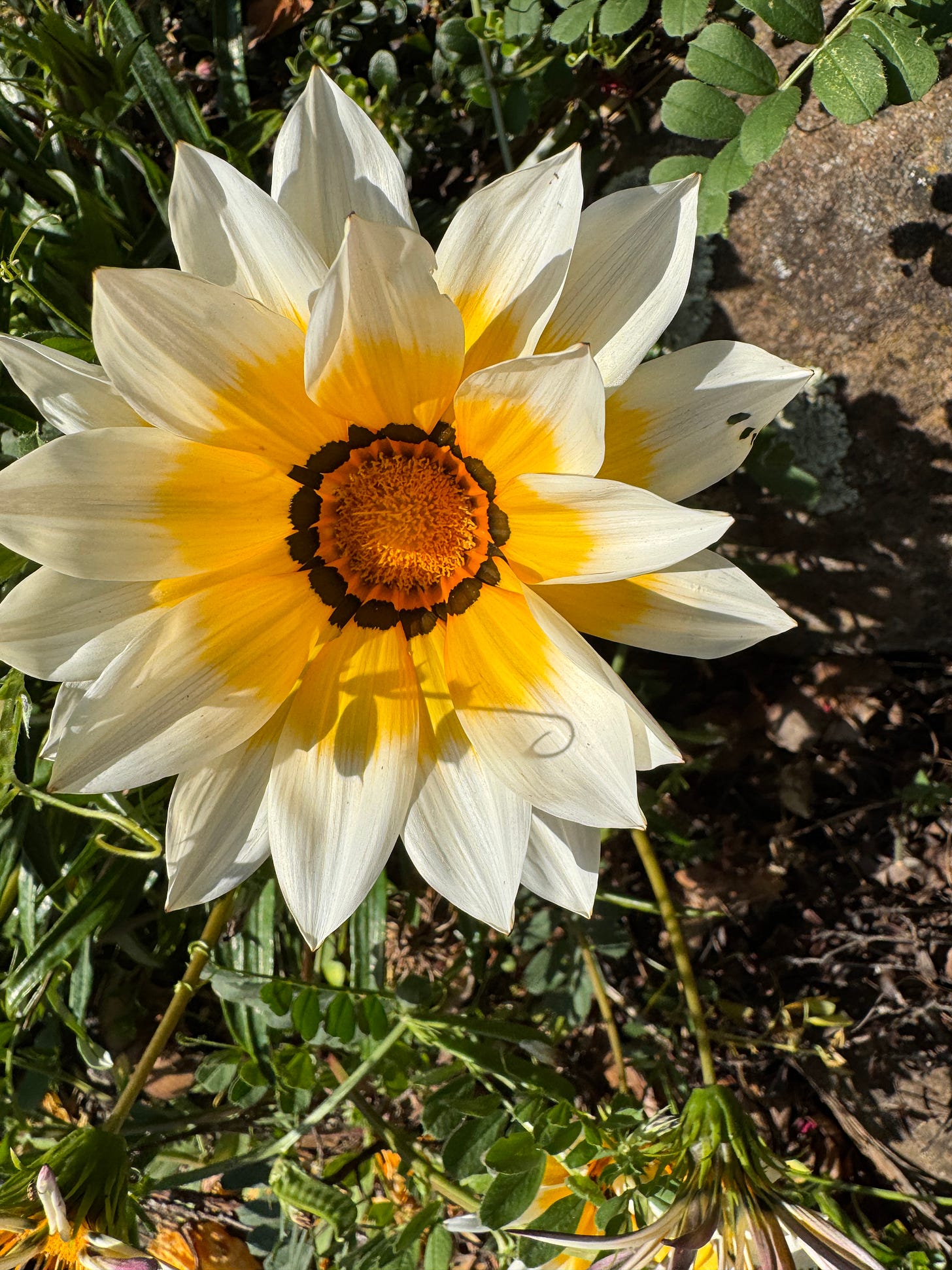 yellow flower with many petals, brighter yellow and orange center