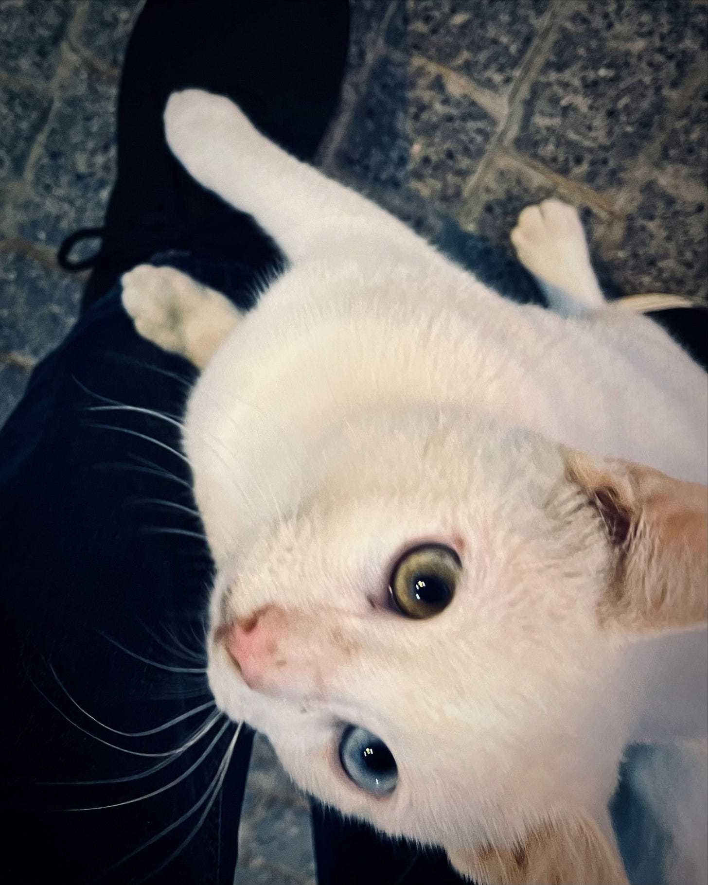 White cat with non-matching colour eyes, standing on my trainers.