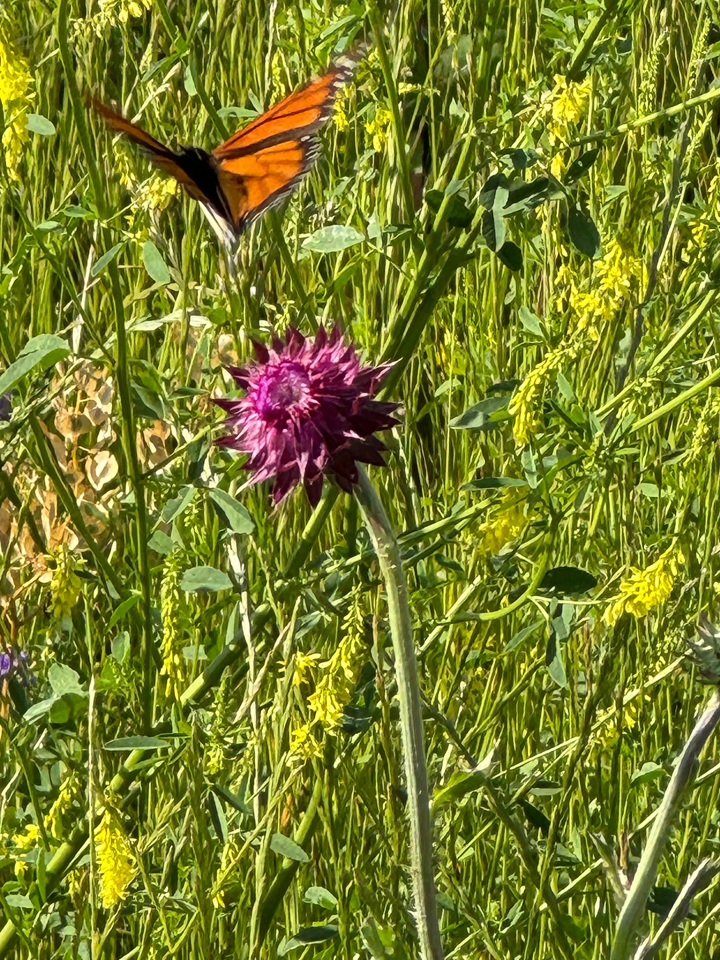 a photo of an unopened thistle above which hovers a monarch butterfly in front of a field of green weeds.