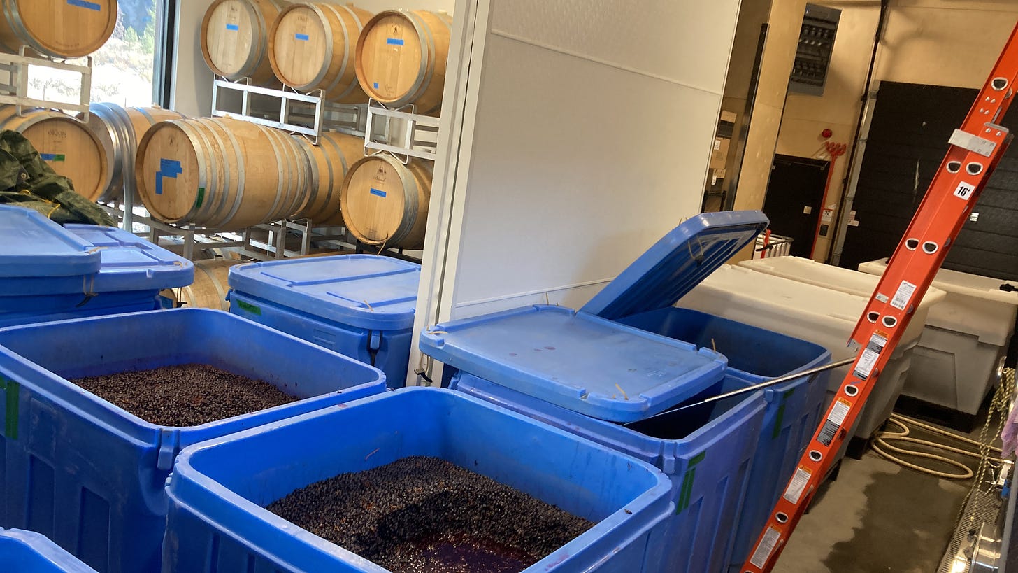 A cellar in a winery almost completely full of barrels, rectangular blue and white fermenting bins.  A orange ladder rests against a tank just off to the right.