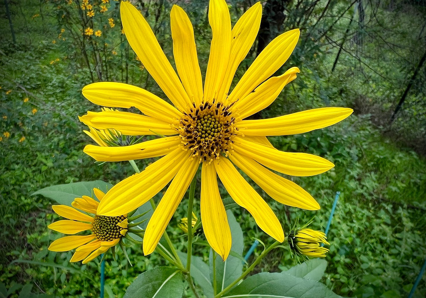 Maximilian sunflower in bloom