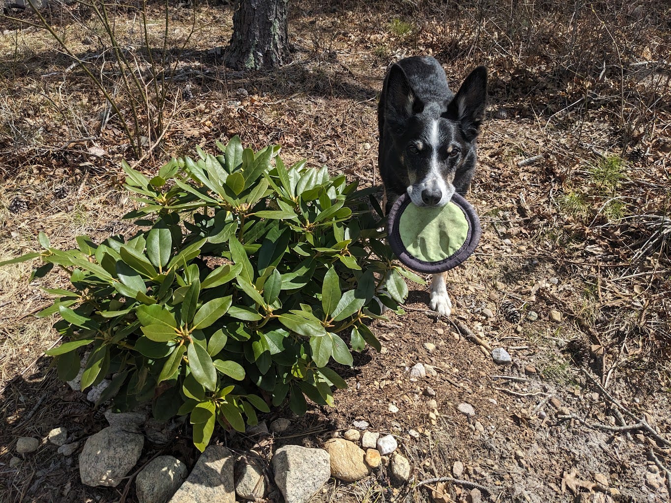 Dog standing (with frisbee) next to a young, freshly planted Rhododendron Boursault