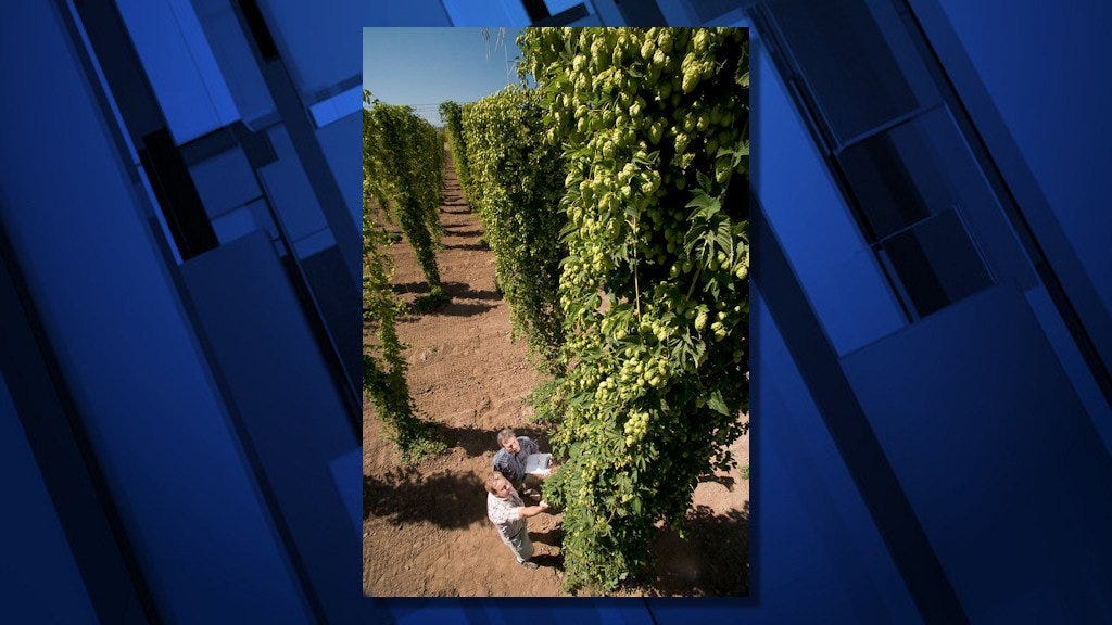 Hops, like those growing on this trellis in Corvallis, Ore., can be a source of xanthohumol, which researchers believe may have value in addressing obesity and metabolic syndrome