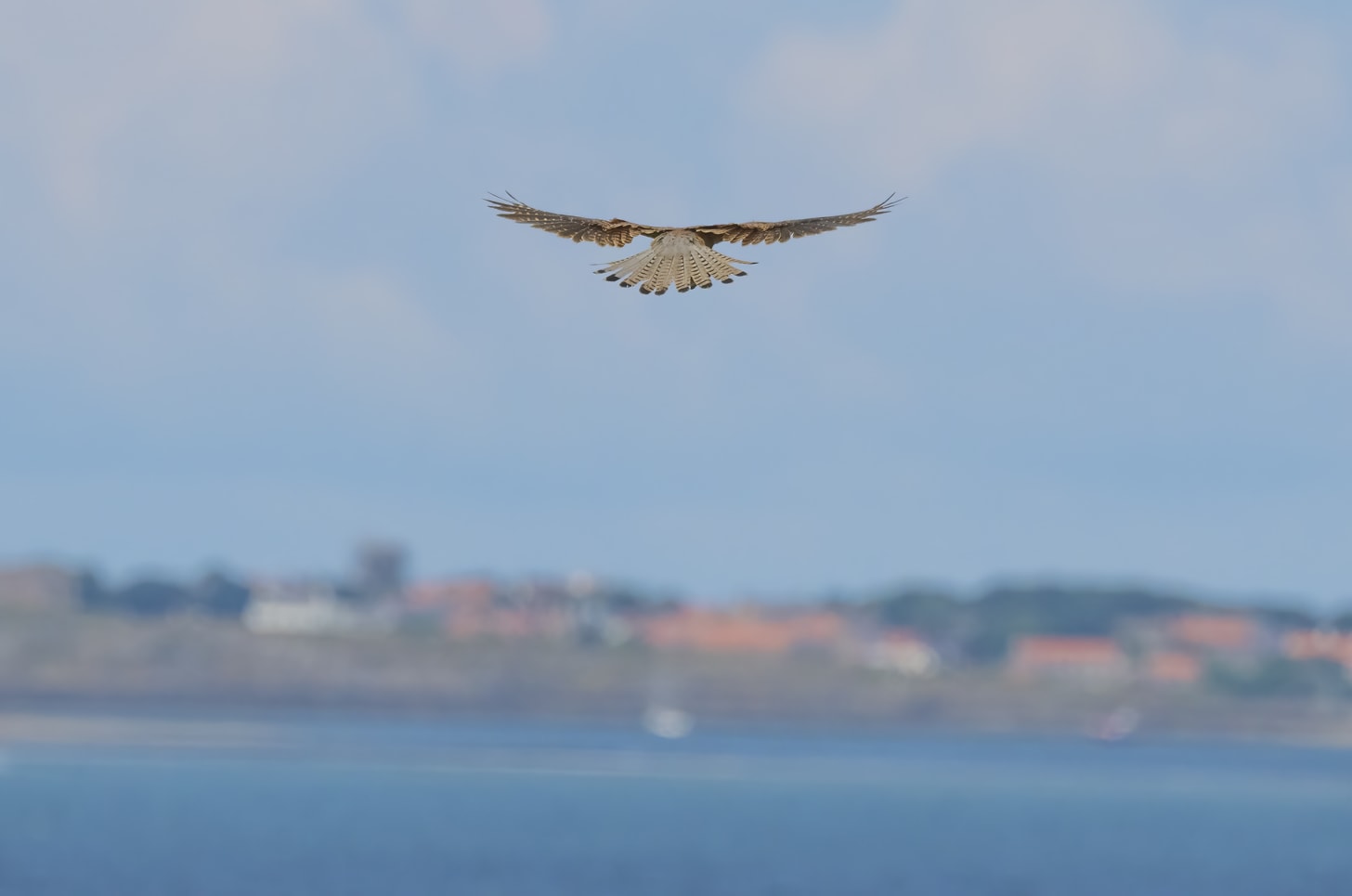 Photo of a kestrel hovering with the sea and a village in the background