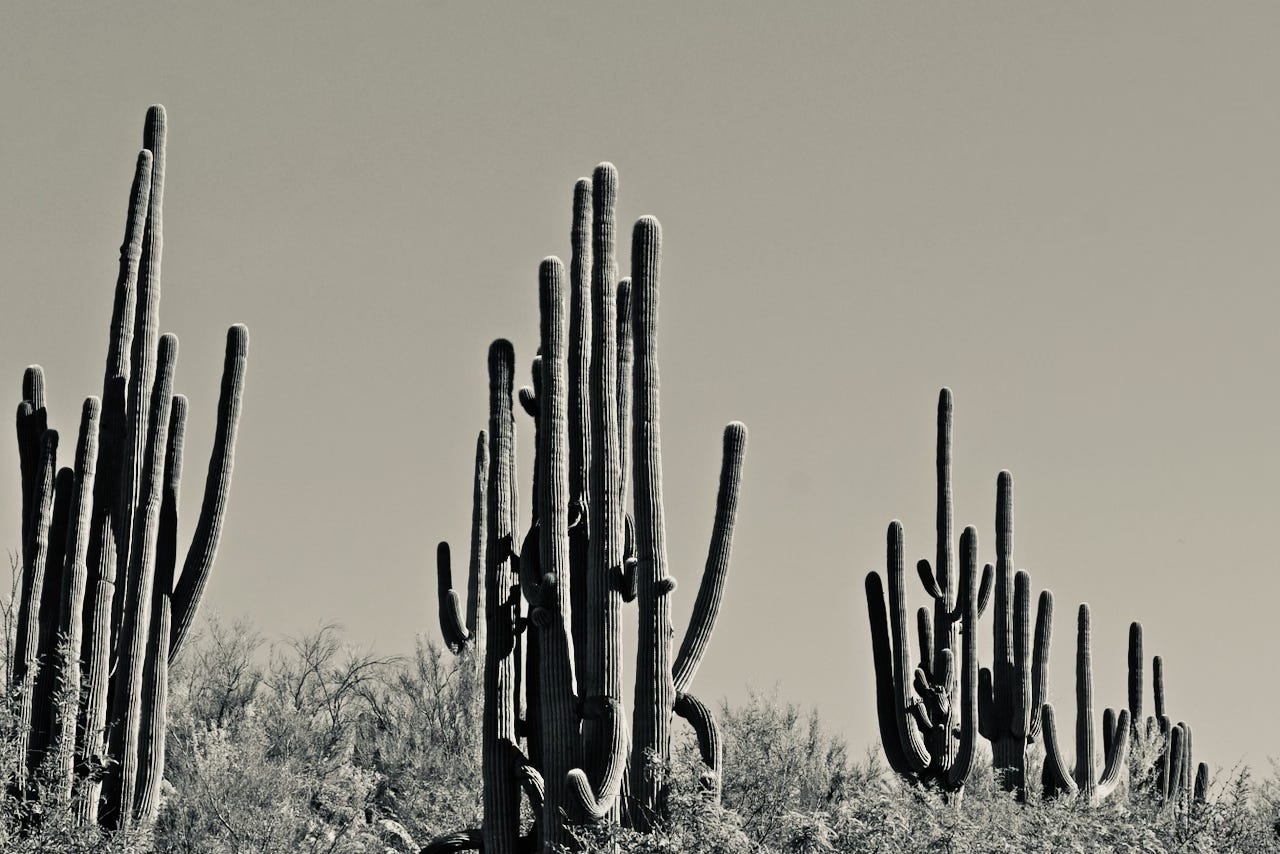 Black and white of three stands of Saguaro cacti