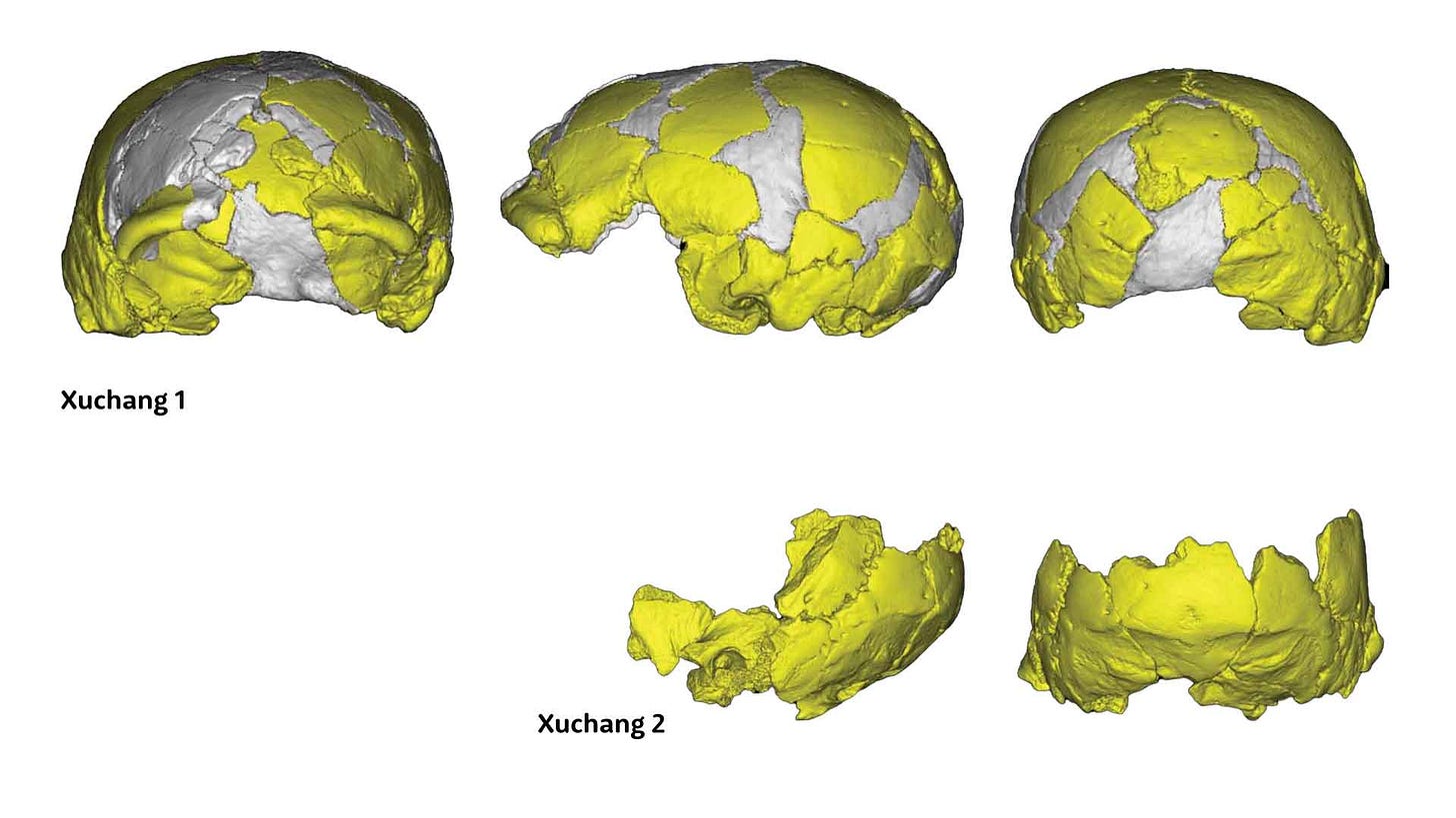 Three views of Xuchang 1 partial skull at top, two views of Xuchang 2 occipital, parietal, and temporal skull portion at bottom Three views of Xuchang 1 partial skull at top, two views of Xuchang 2 occipital, parietal, and temporal skull portion at bottom