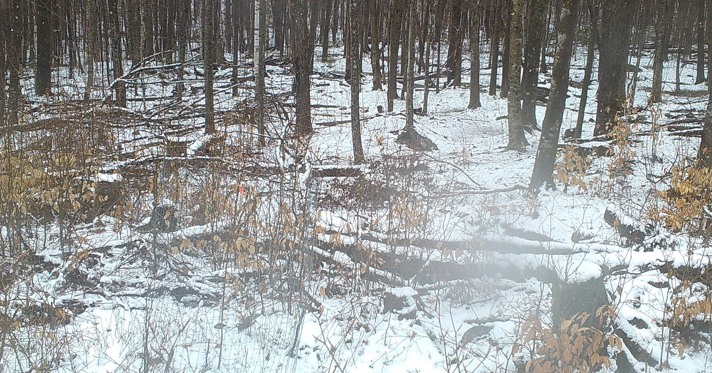 Day 21: the snow is back.