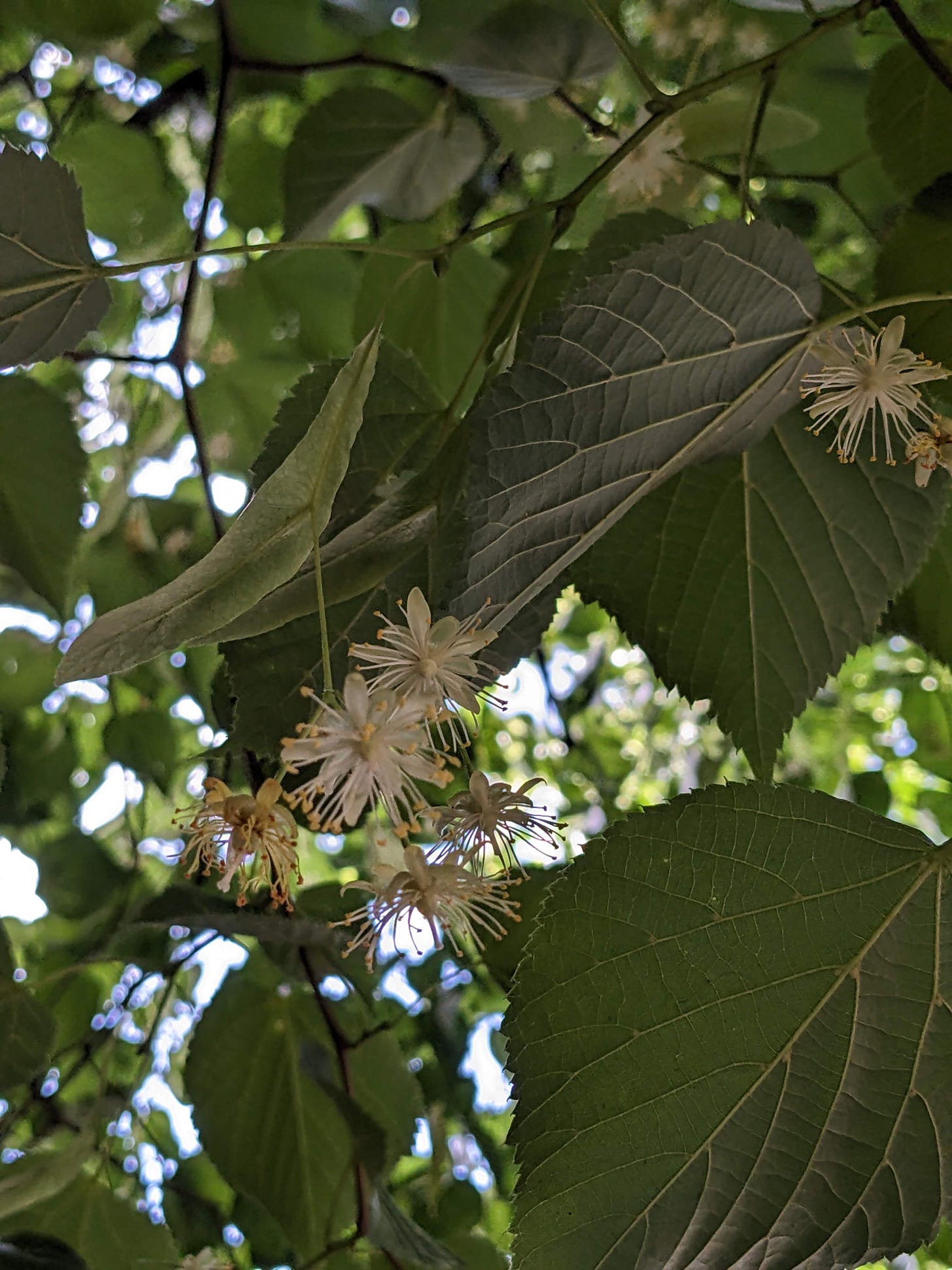 starlike linden blossoms under the darker green canopy of their leaves