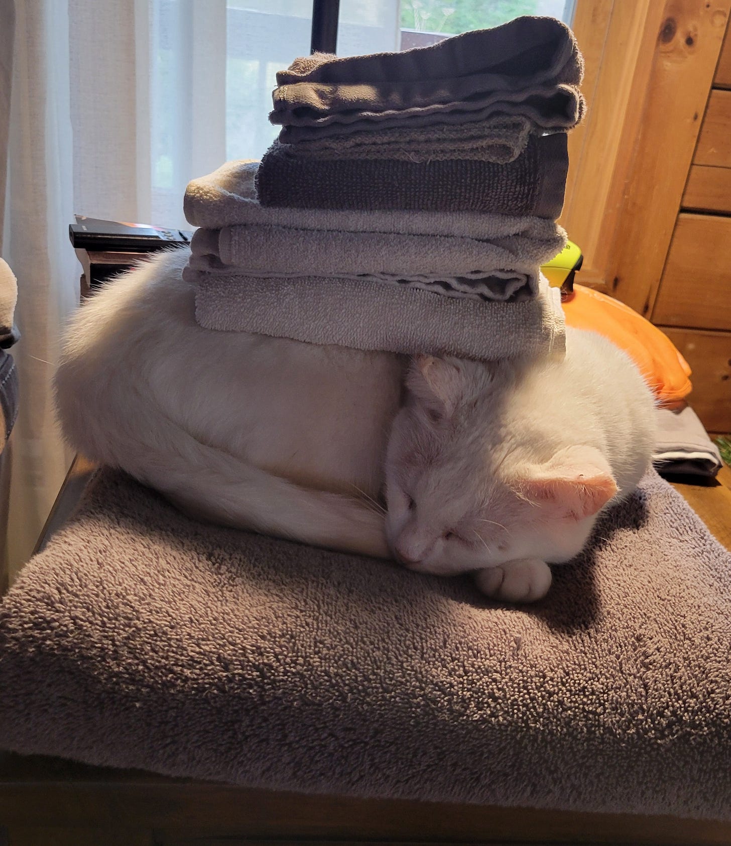 A white cat sleeps curled up on a folded towel, with a small stack of folded hand towels and washcloths atop her