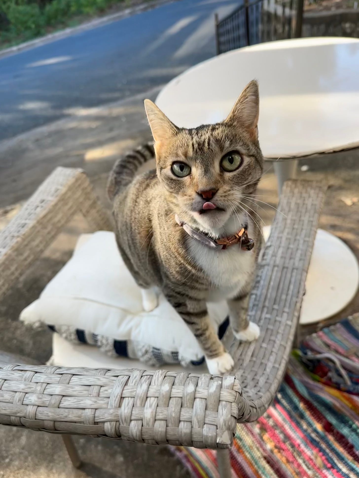 A tabby cat stands on a chair with her hind legs and licks her lips.
