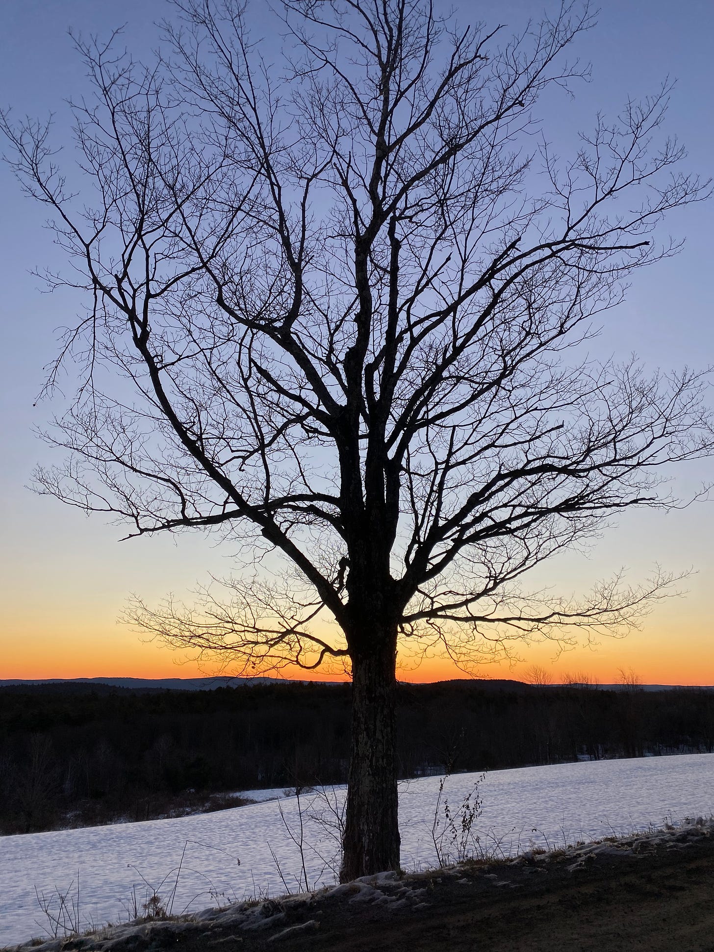 The dark silhouette of a tree  in a snowy field, against a deep blue sky before sunrise. There’s a line of gold on the horizon. 