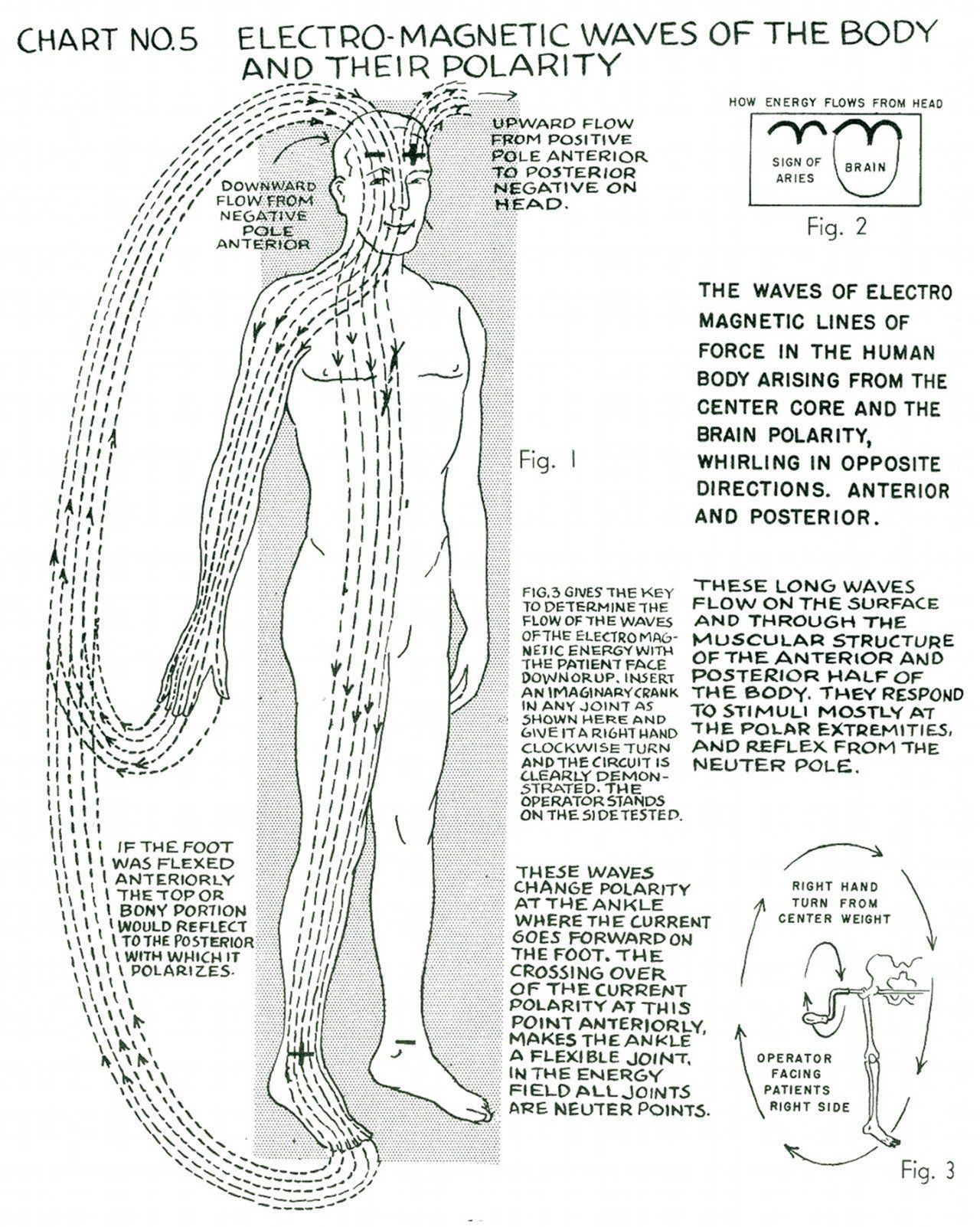 Human Body Polarity Chart