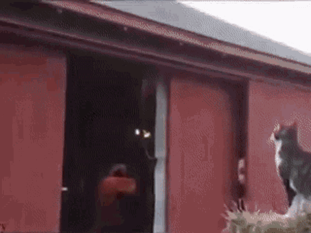 GIF of a cat that tries to jump to the ceiling and fails