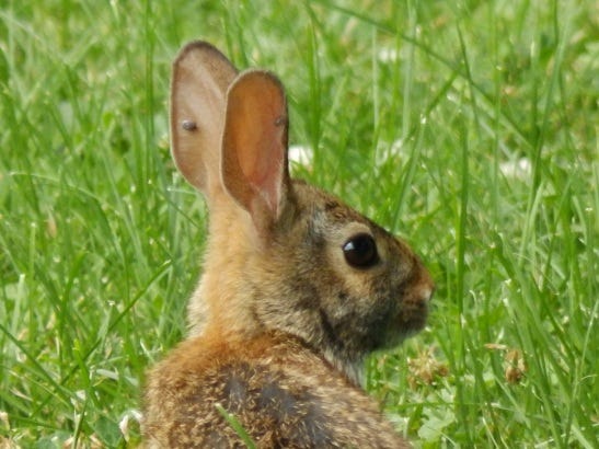 wild rabbit