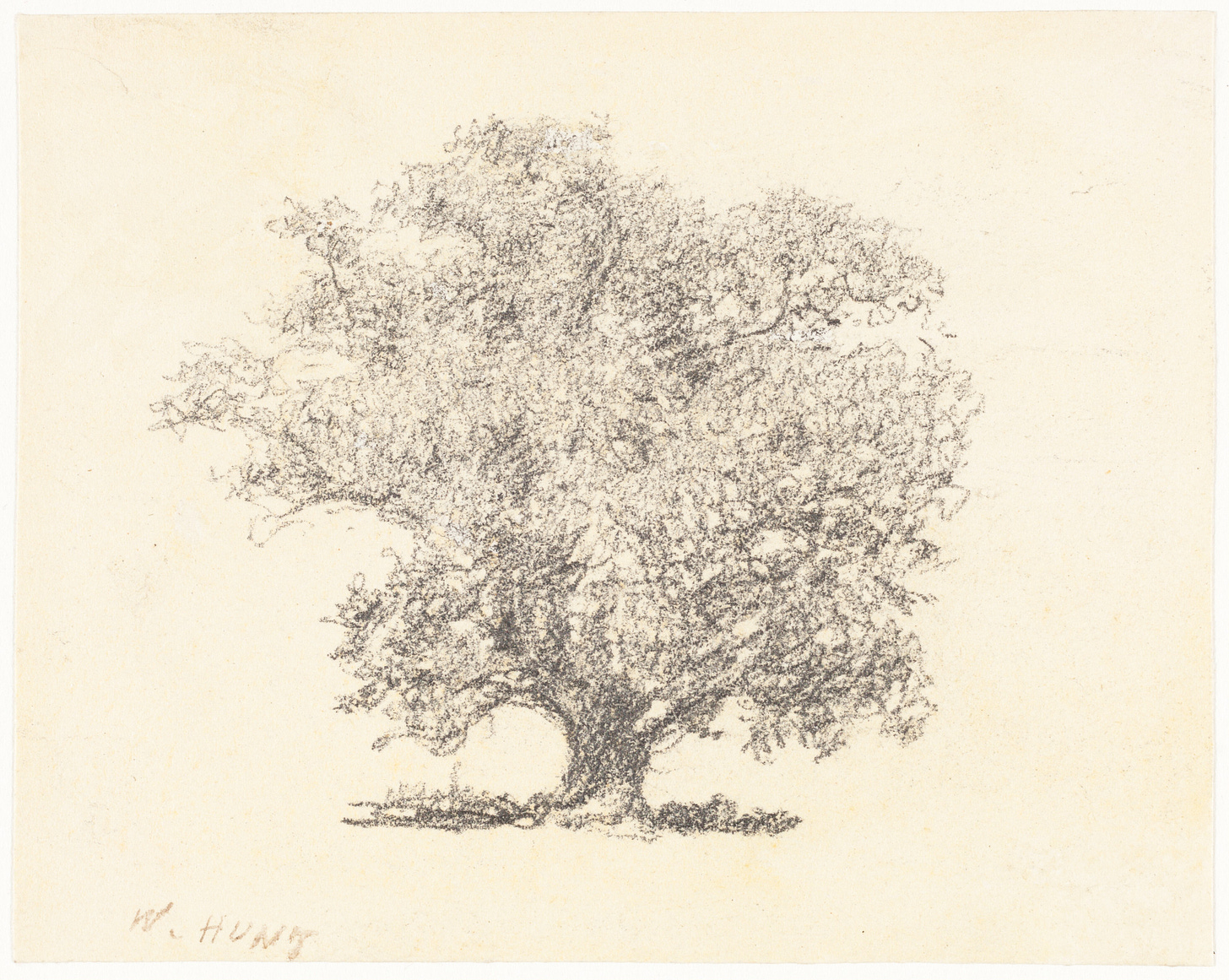 A tidy pencil drawing of a big tree with dense foliage.