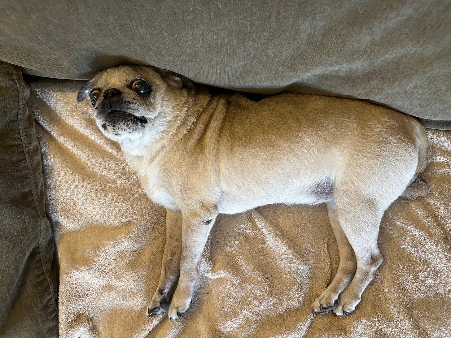 Bizzy, age seventeen, relaxing on the couch.