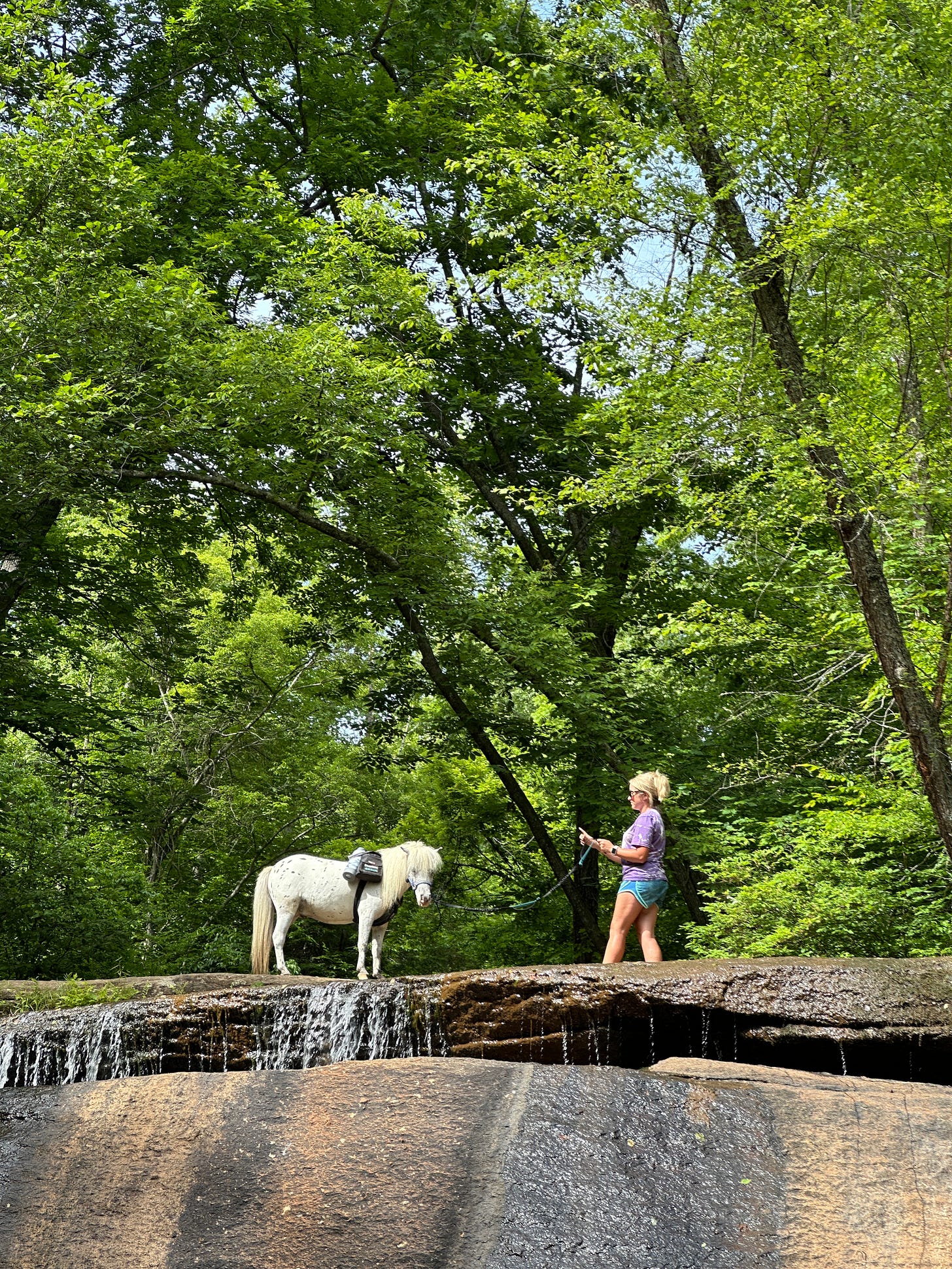 miniature horse atop a waterfall
