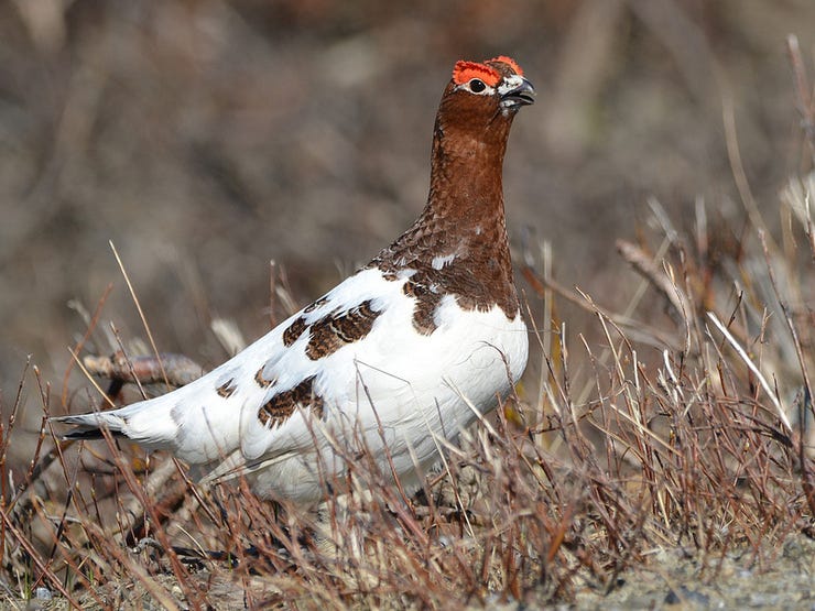 For some reason, Ron and I both fell in love with the willow ptarmigan. (Image credit: George C. Wood, nps.gov)