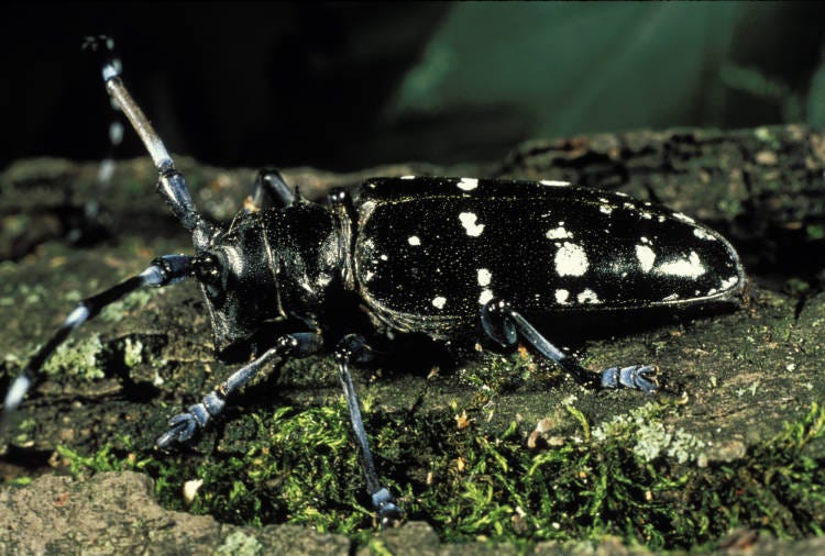 An Asian longhorned beetle on moss-covered surface. The beetle has a long black body with creamy spots and has long blue and black antennae that extend beyond the image.