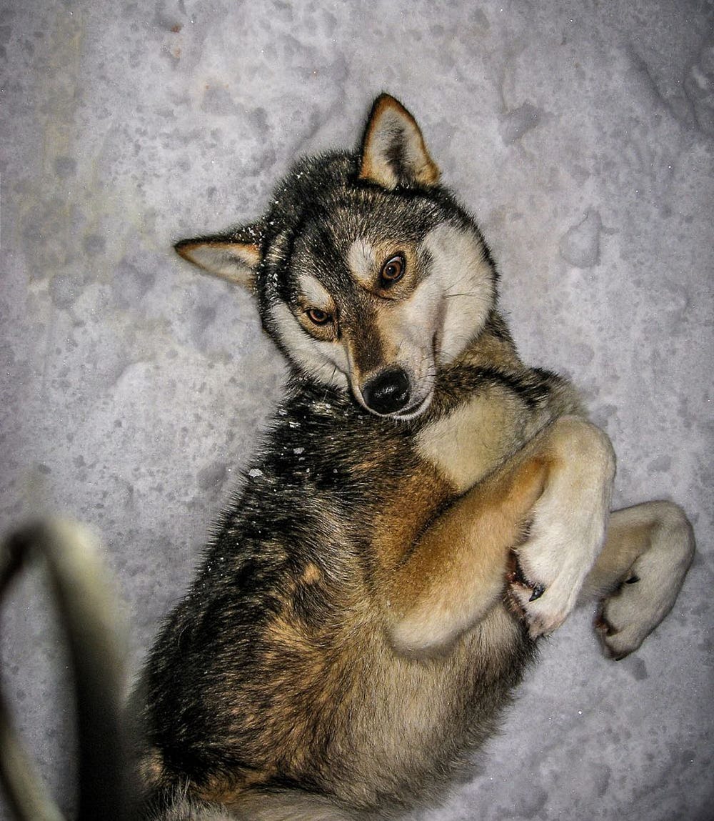 Shikoku dog breed