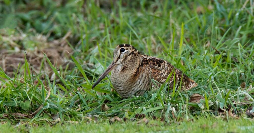 woodcock in long grass