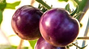 purple_tomato