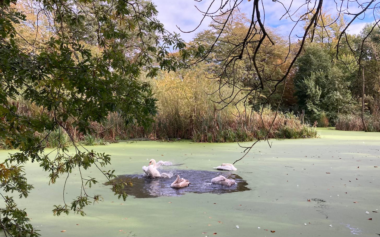 Lake covered in algae with swans preening