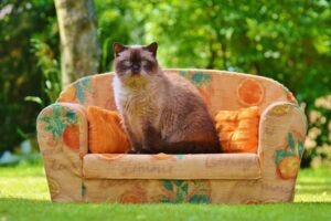 Small couch with a cat atop