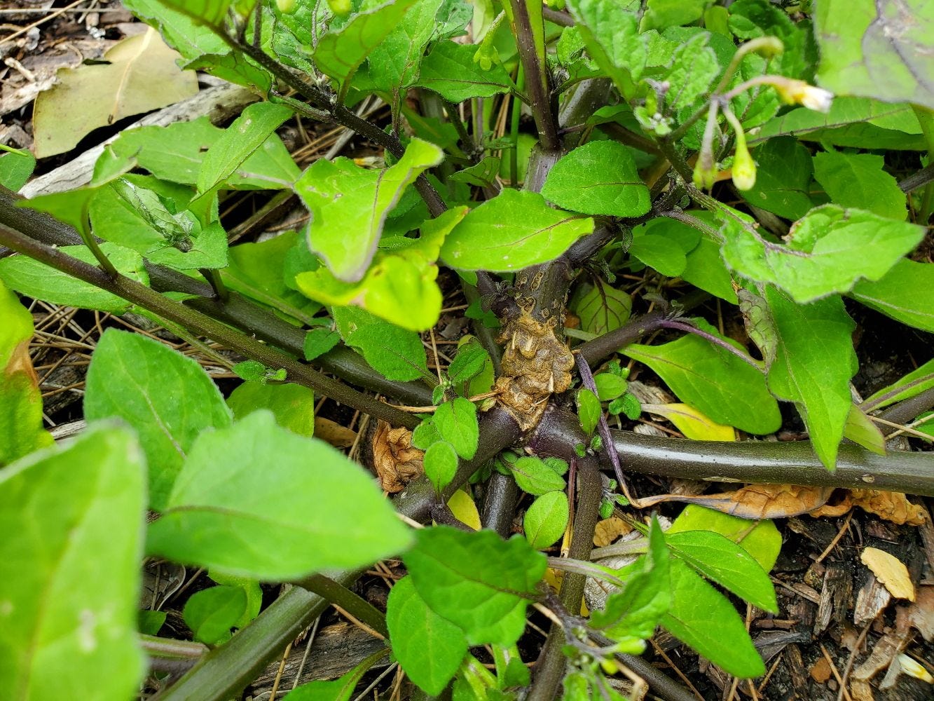 Solanum americanum [black stems] 20221217_145118 sml.jpg