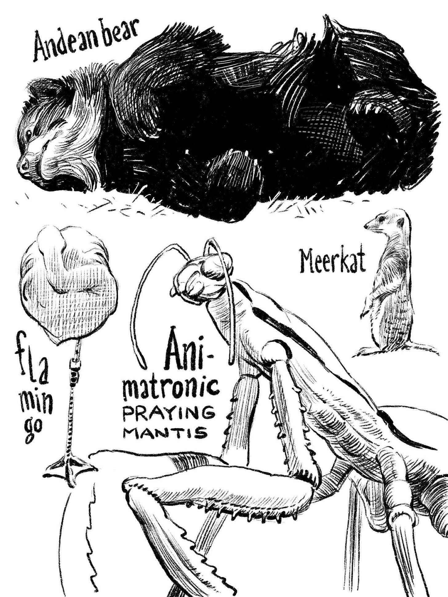sketches of an Andean bear, a flamngo, a meerkat, and an animatronic praying mantis