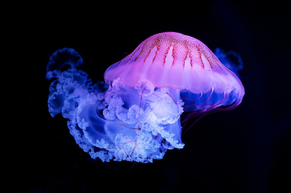 Jellyfish: our complex relationship with the oceans' anti-heroes