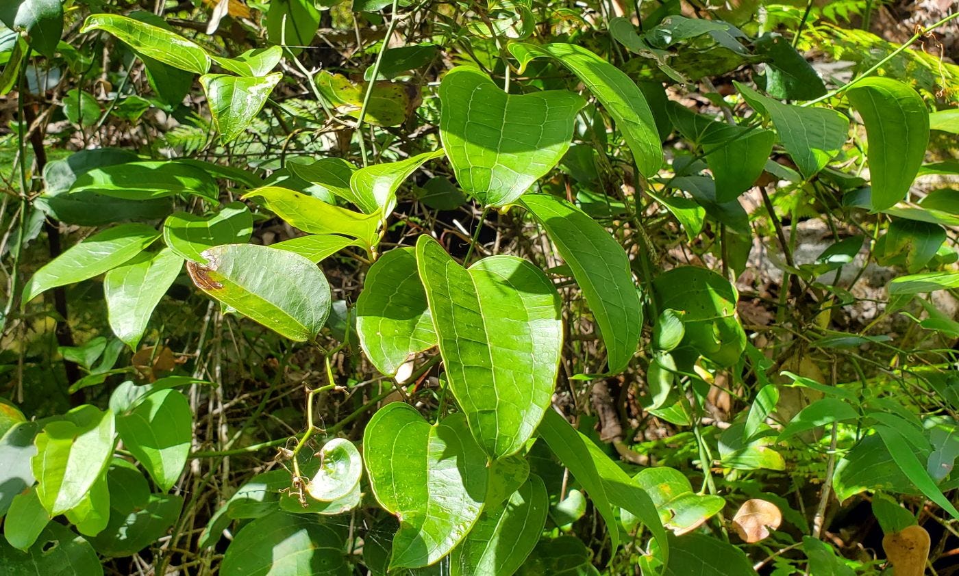 Smilax australis [plant] 20221211_153740 sml.jpg