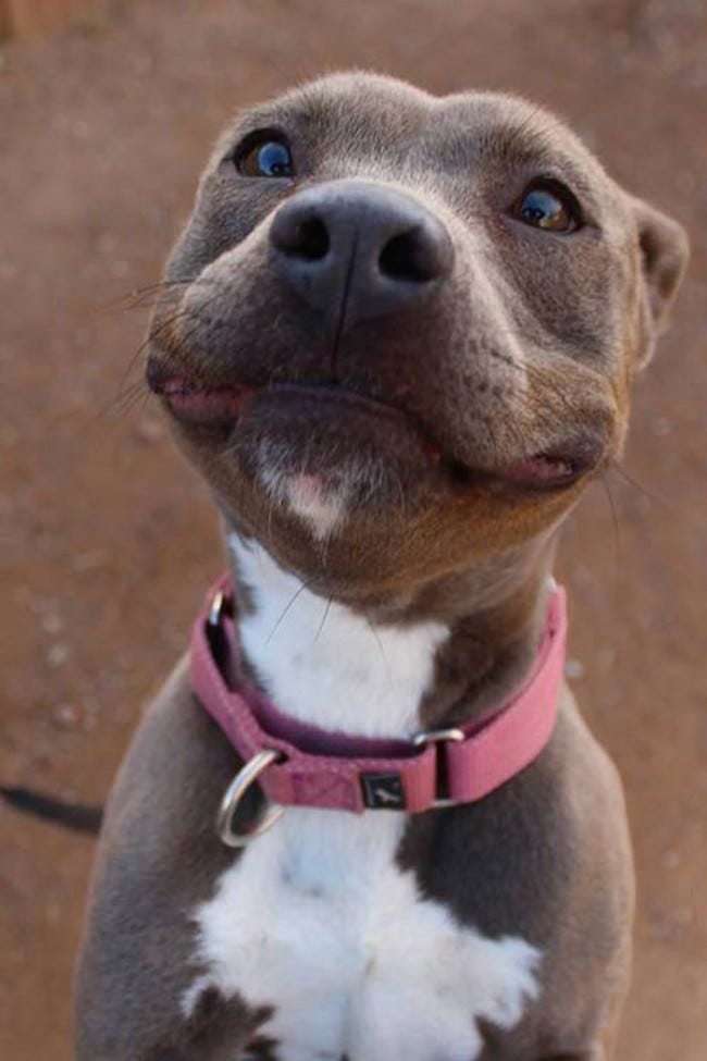25 Adorable Smiling Dogs - Travels And Living