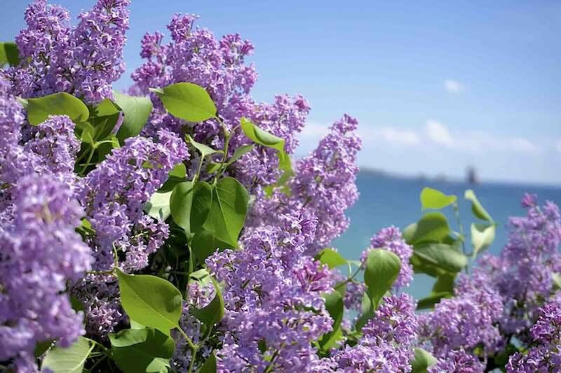 The Spiritual Almanac Mackinac Island Lilacs by Mary Tase