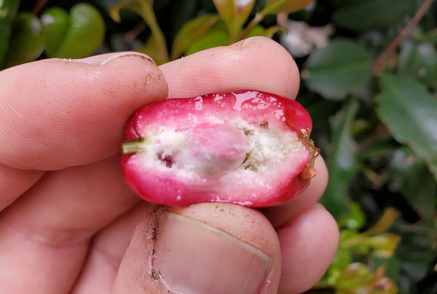 Syzygium panticulatum [cut fruit] 20221217_164156 sml.jpg