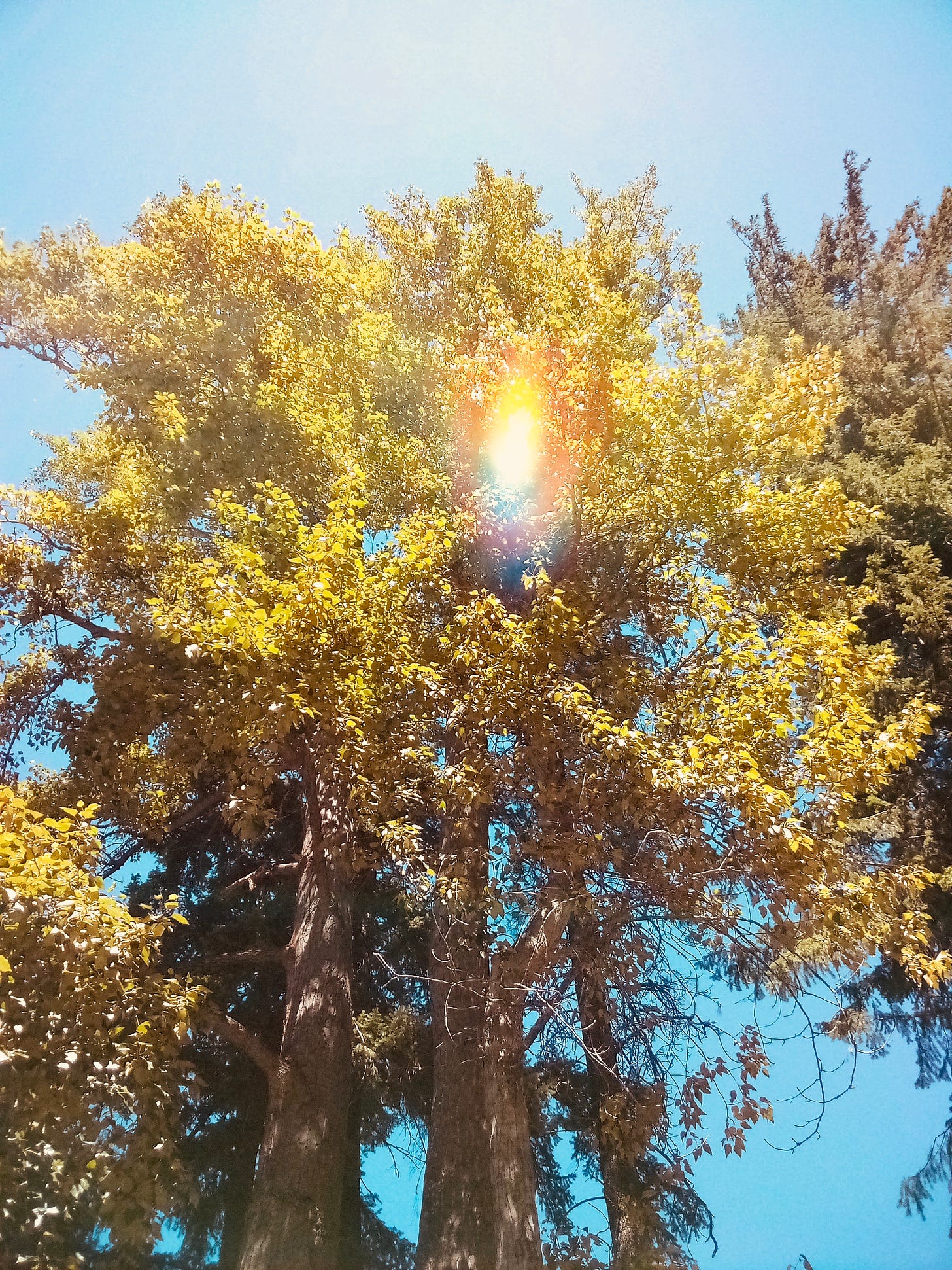 Sun flare through large tree