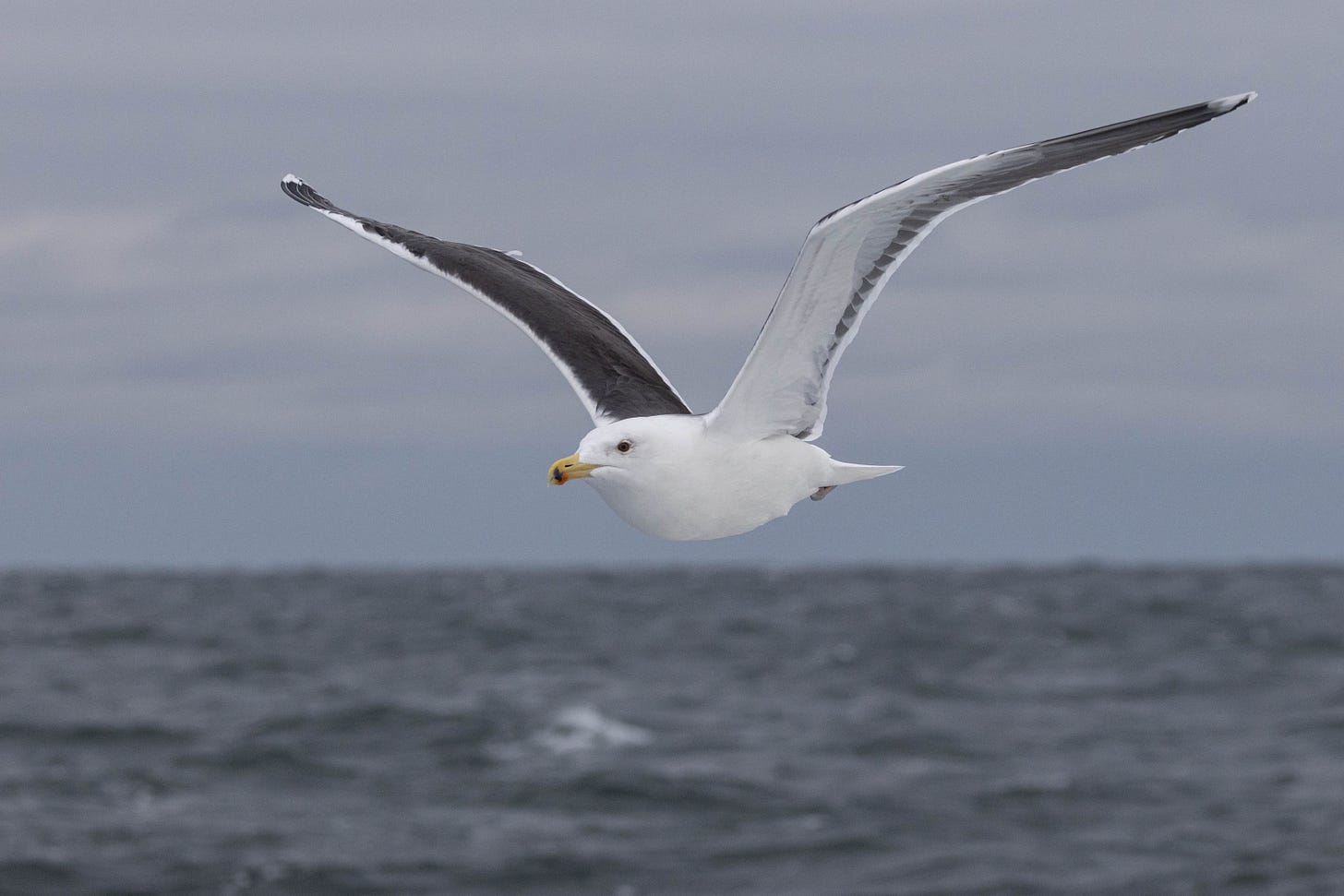 a thick seagull with a white belly and black wings, flying to the left and toward the viewer set against a gray sky meeting the sea, above the horizon. it has a yellow beak with red and black spots on the tip.