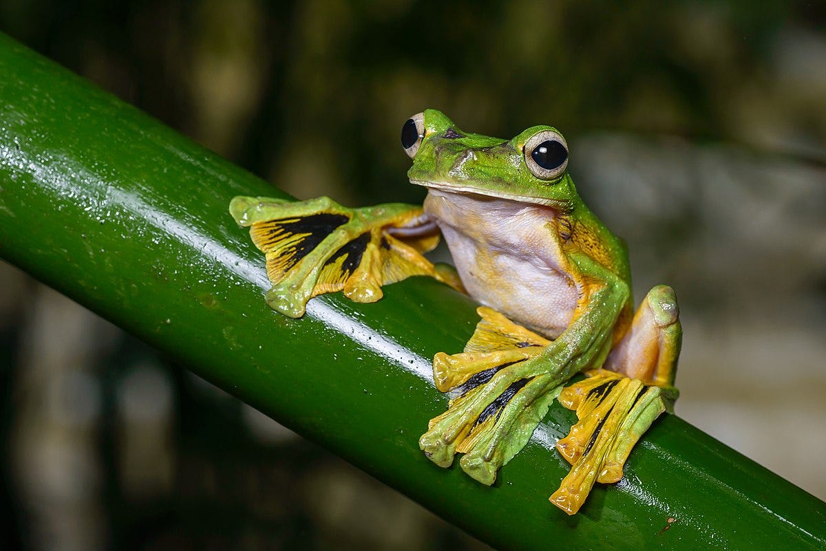 Wallace's flying frog - Wikipedia