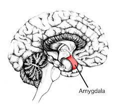 a Forest Keeps Your Amygdala Healthier ...