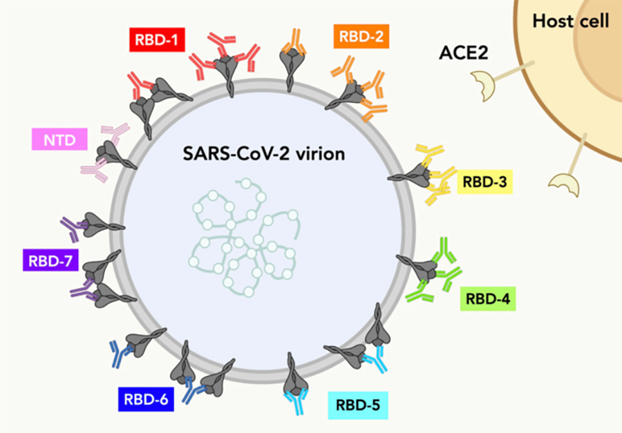 Understanding SARS-CoV-2 antibody binding | National Institutes of Health  (NIH)