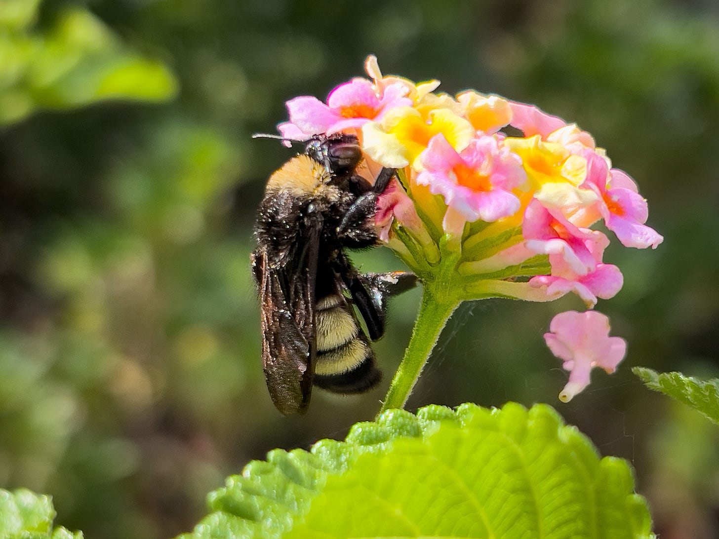 A large bumble bee on a pink and yellow confetti lantana blossom