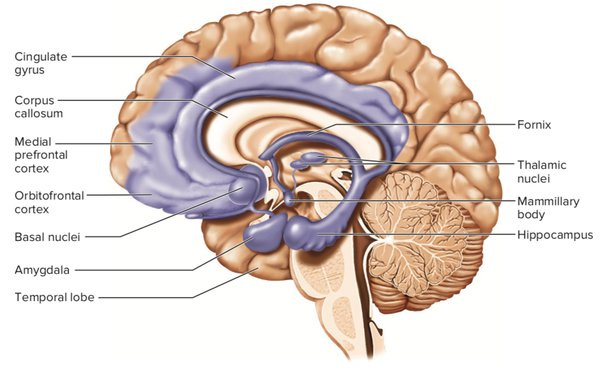 Is the cingulate cortex and limbic lobe the same or slightly different? -  Quora