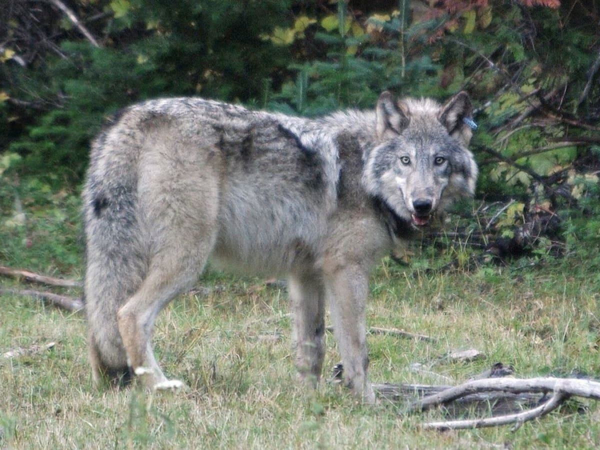 Hunter surrounded by wolves, acts in self-defense when one charges - Men's  Journal