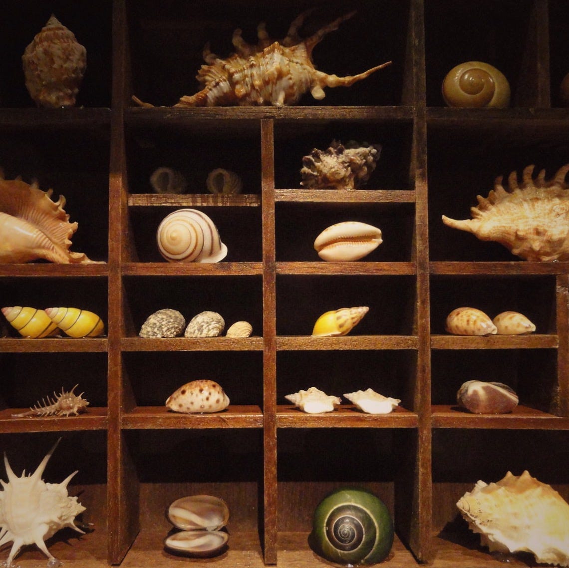 Wooden shelves of shells