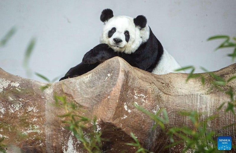 Giant panda Lin Hui rests at Chiang Mai Zoo in Chiang Mai, Thailand, Dec. 23, 2022. Lin Hui arrived in Chiang Mai on loan from China at the age of two in 2003. (Xinhua/Wang Teng)