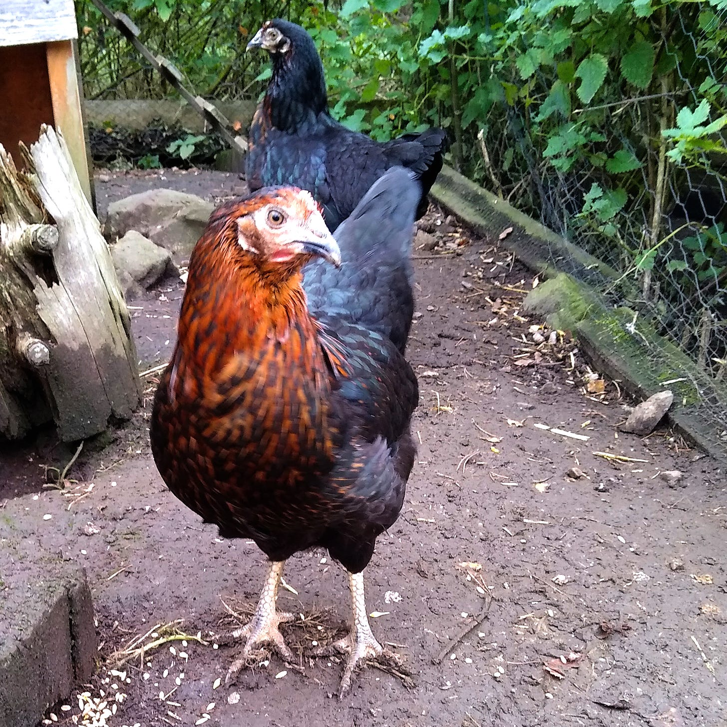 A photograph of two blackrock hens