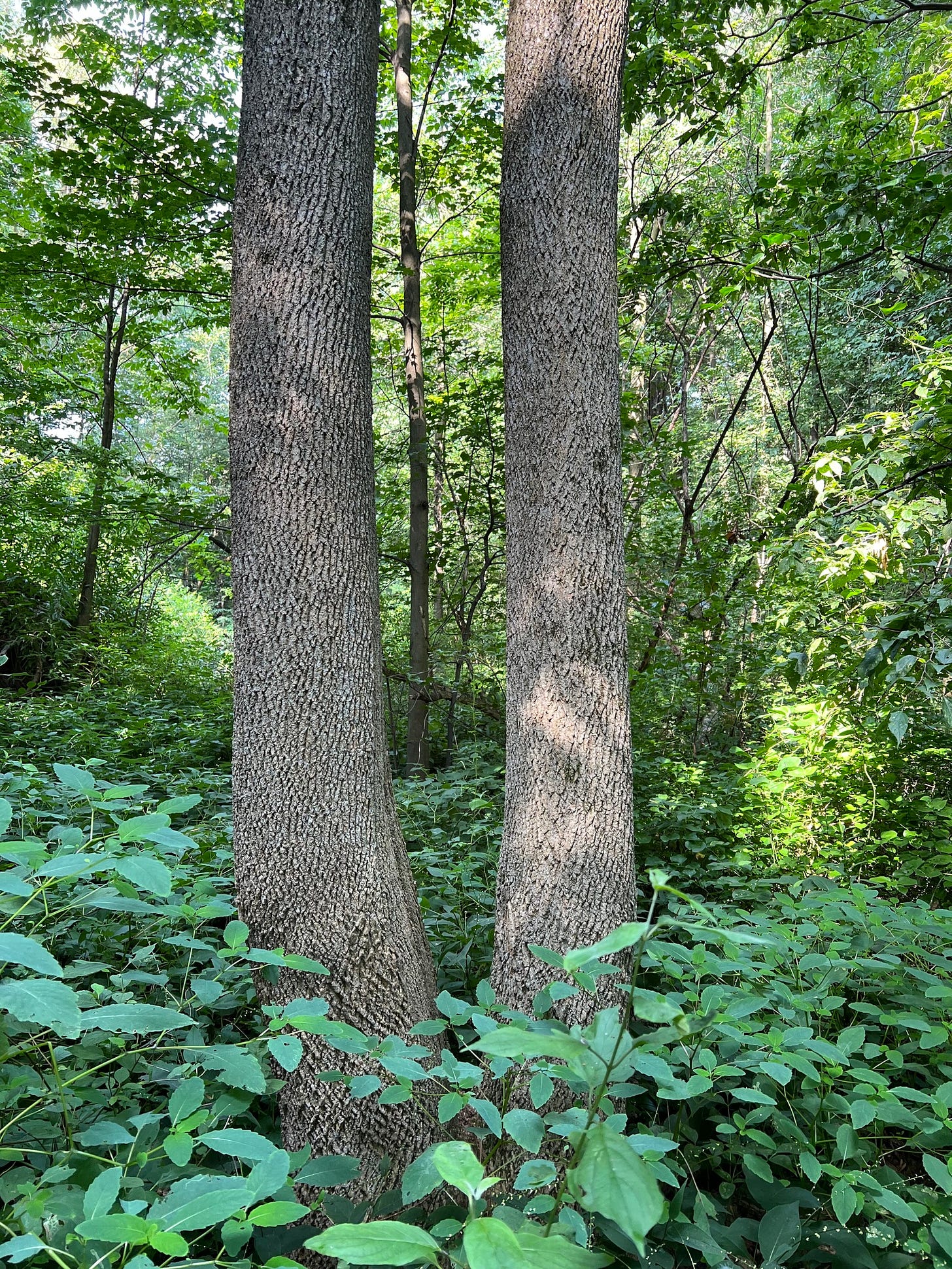 parallel tree trunks with rough furrowed bark in a leafy scene