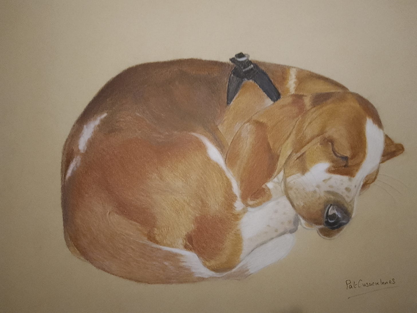 curled up sleeping Basset Hound in pastels with beautiful black shiny nose