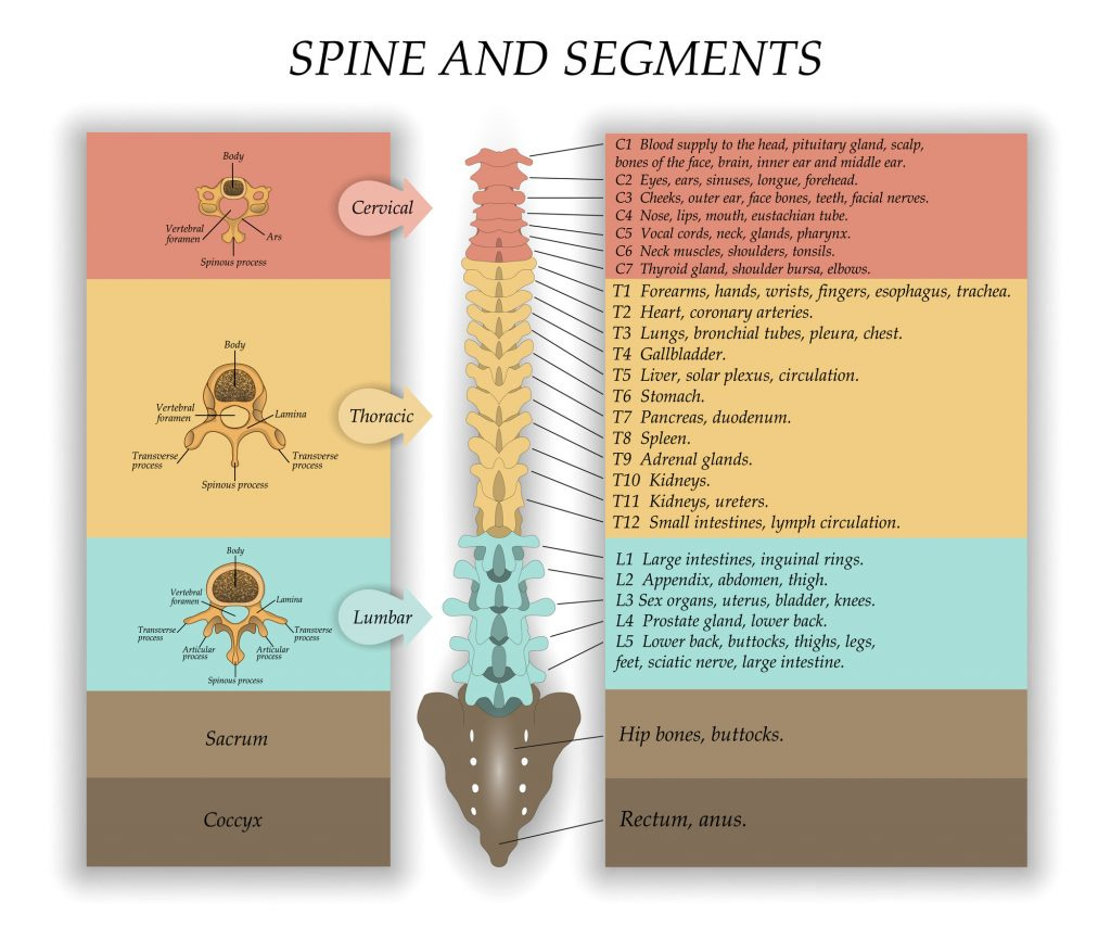 AVFC spine diagram