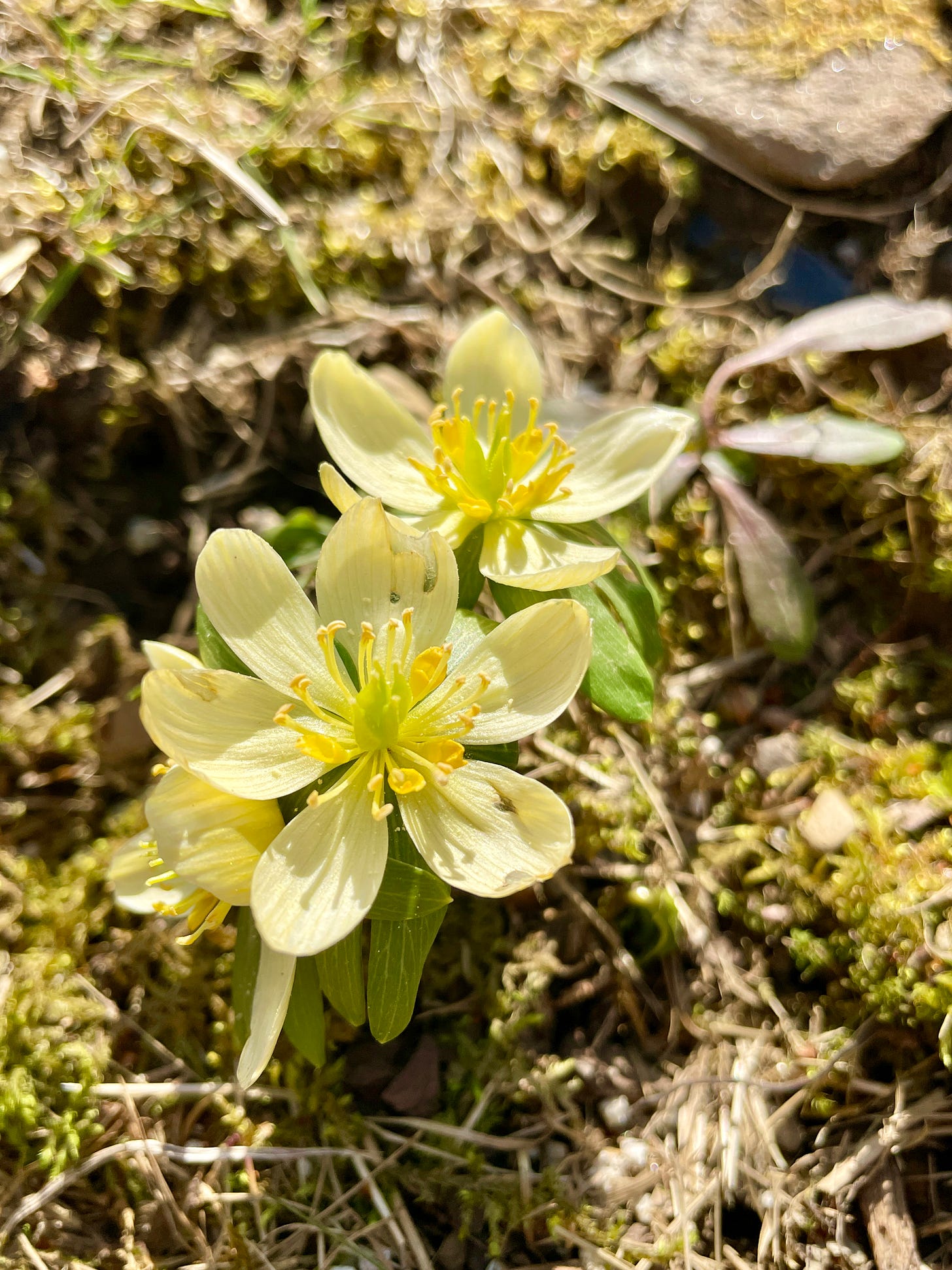 This is a light yellow colored Winter Aconite, Eranthis hyemalis ‘Schwefelglanz’, with quite the musky scent! I thought there was a skunk nearby with just three little flowers—but somehow not an unpleasant one. This is a light yellow colored Winter Aconite, Eranthis hyemalis ‘Schwefelglanz’, with quite the musky scent! I thought there was a skunk nearby with just three little flowers—but somehow not an unpleasant one.